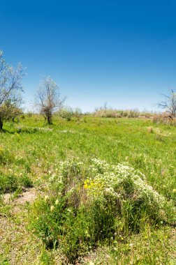 Bozkır, çayır, veld, veldt