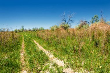 Bozkır, çayır, veld, veldt
