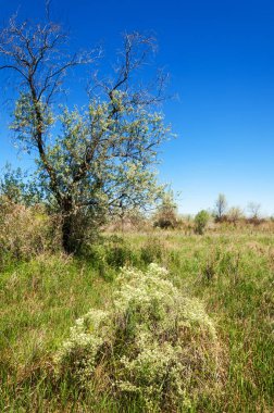 Bozkır, çayır, veld, veldt