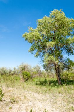Bozkır, çayır, veld, veldt
