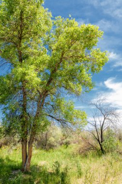 Bozkır, çayır, veld, veldt