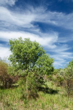 Bozkır, çayır, veld, veldt