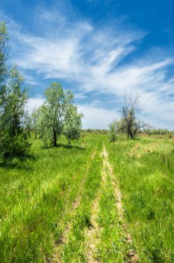 Bozkır, çayır, veld, veldt