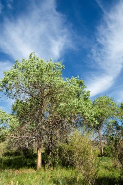 Bozkır, çayır, veld, veldt