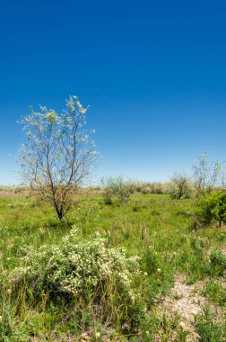Bozkır, çayır, veld, veldt