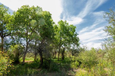 Bozkır, çayır, veld, veldt