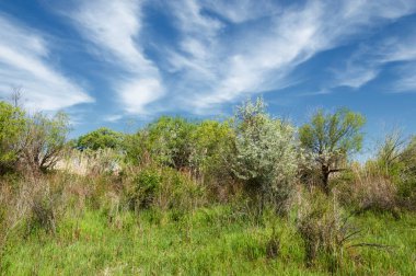 Bozkır, çayır, veld, veldt