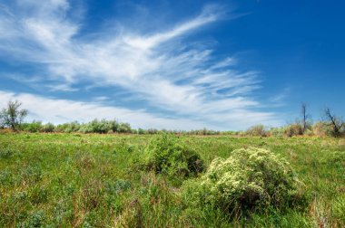 Bozkır, çayır, veld, veldt