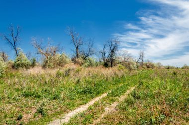 Bozkır, çayır, veld, veldt
