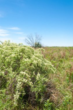 Bozkır, çayır, veld, veldt