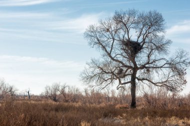 Baharın başında bozkır. Doğa, seyahat