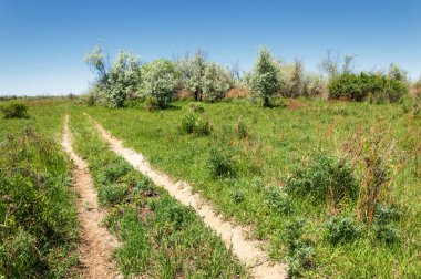Bozkır, çayır, veld, veldt