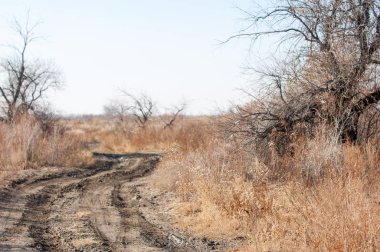 Baharın başında bozkır. Doğa, seyahat