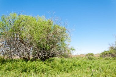 Bozkır, çayır, veld, veldt