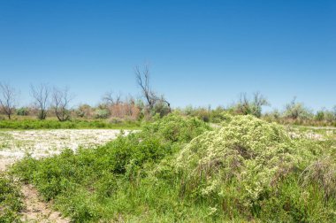 Bozkır, çayır, veld, veldt
