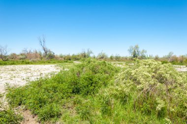 Bozkır, çayır, veld, veldt