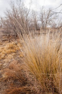 Çöle yakın. Çöl. bozkır.