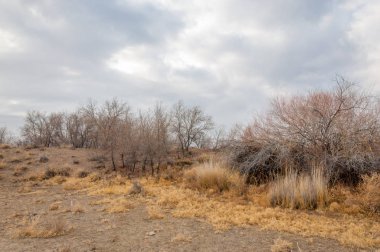 Çöle yakın. Çöl. bozkır.