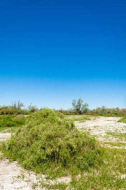 Bozkır, çayır, veld, veldt
