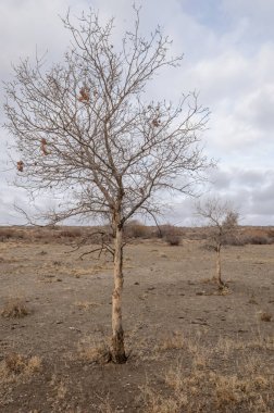 Baharın başında bozkır. Doğa, seyahat