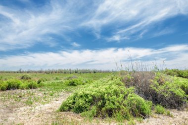 Bozkır, çayır, veld, veldt
