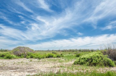Bozkır, çayır, veld, veldt