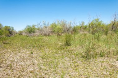 Bozkır, çayır, veld, veldt