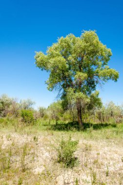 Bozkır, çayır, veld, veldt