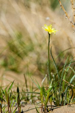 Çöle yakın. Çöl. 
