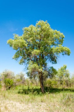 Bozkır, çayır, veld, veldt