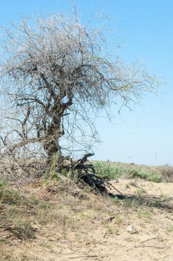 Çöle yakın. Çöl. 