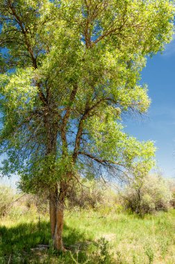 Bozkır, çayır, veld, veldt