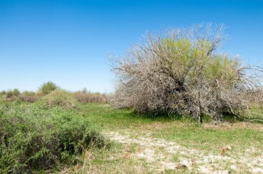 Çöle yakın. Çöl. 