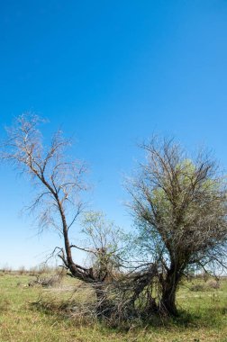 Çöle yakın. Çöl. 