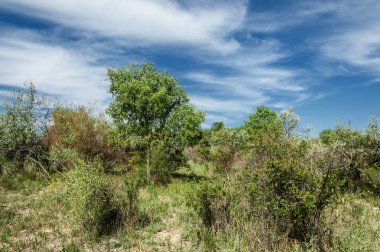 Bozkır, çayır, veld, veldt
