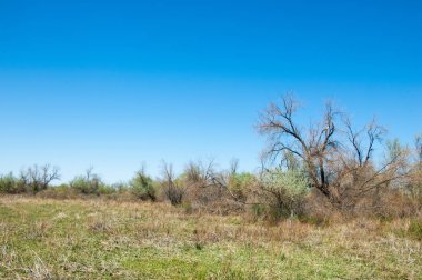 Çöle yakın. Çöl. 