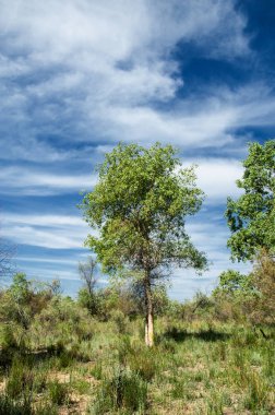 Bozkır, çayır, veld, veldt