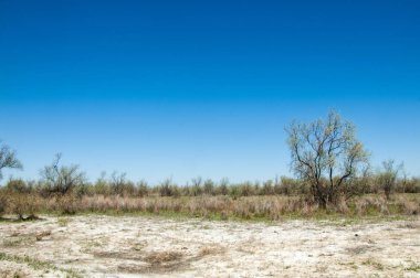 Çöle yakın. Çöl. 