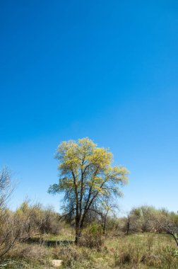 Çöle yakın. Çöl. 