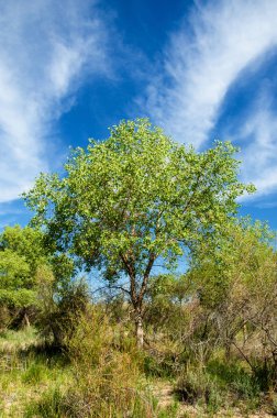 Bozkır, çayır, veld, veldt