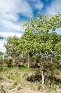 Bozkır, çayır, veld, veldt