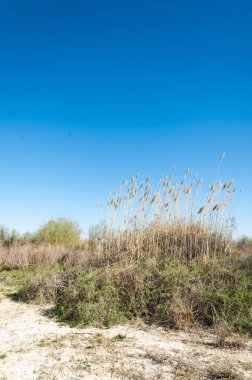Çöle yakın. Çöl. 