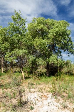 Bozkır, çayır, veld, veldt