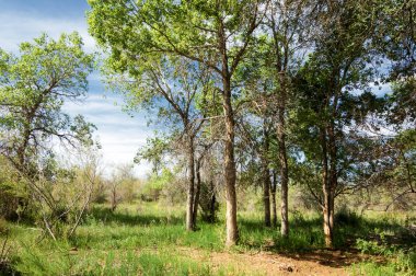 Bozkır, çayır, veld, veldt