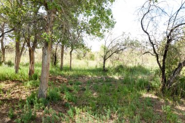 Bozkır, çayır, veld, veldt