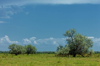Bozkır, çayır, veld, veldt