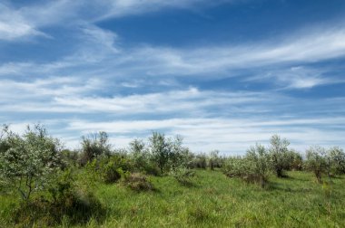 Bozkır, çayır, veld, veldt
