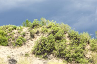Bozkır, çayır, veld, veldt. 