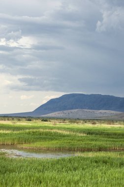Bozkır, çayır, veld, veldt. 