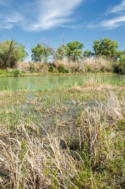 Bozkır, çayır, veld, veldt